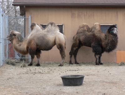 Dvogrbi kameli