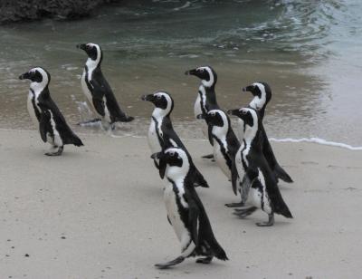 Pingvini korakajo po plaži