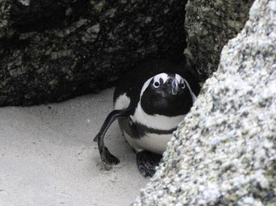 Pingvin se skriva pred fotografom