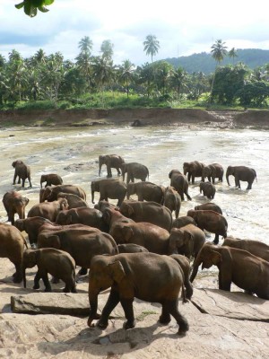 Sloni pri kopeli