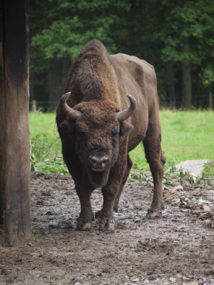 Evropski bizon ali zober